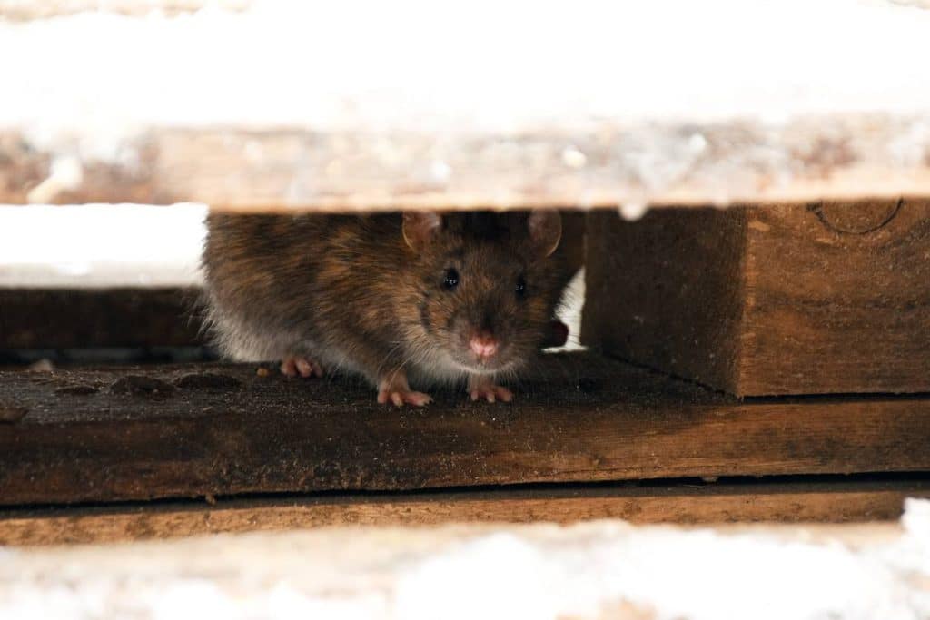 infestation rats paris