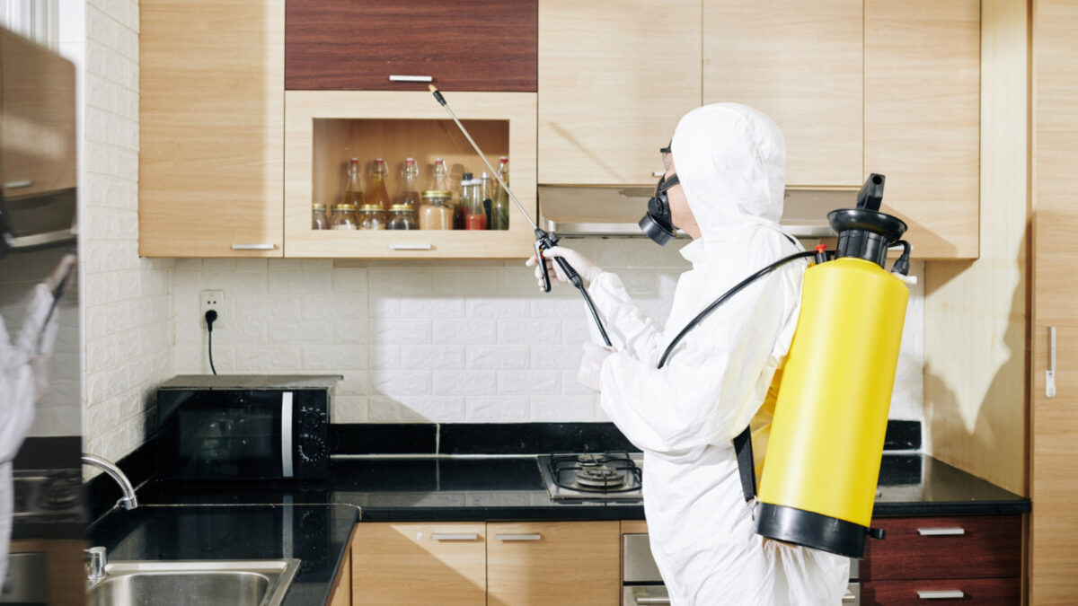 Pourquoi choisir des services de dératisation professionnels ?